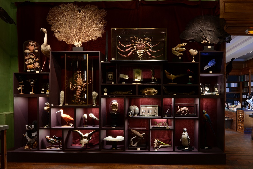 paris insolite deyrolle