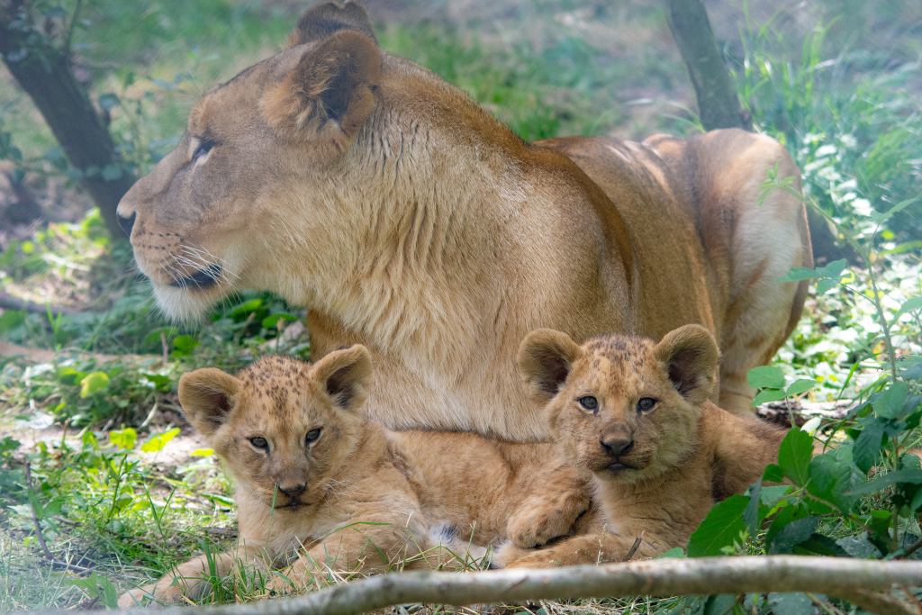 visiter yvelines zoo thoiry 