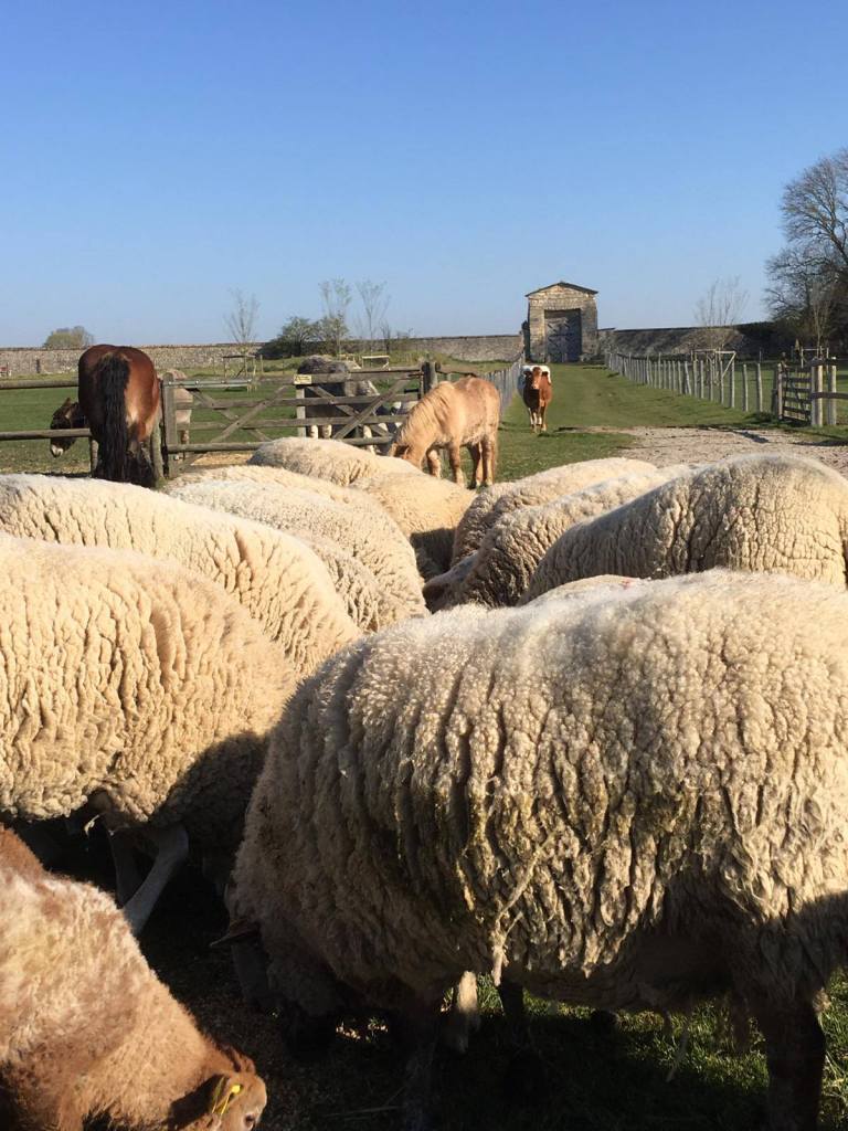 visiter yvelines ferme gally