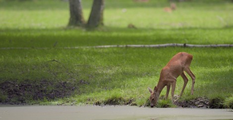 visiter yvelines rambouillet